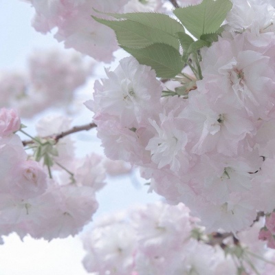 Furry插画素材分享福瑞群